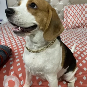 Female Beagle Dog Adoption for Adoption in Dwarka, Delhi