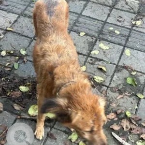 A Black and Brown Indie Dog Missing from Pune-2