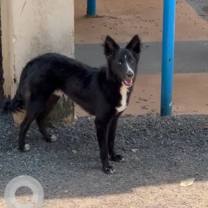 A Black and White Indie Dog Found from UMTA VADDO, Calangute