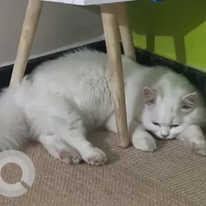 A White Persian Cat Missing from Kalyan Nagar