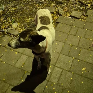 A Black and White Indie Dog Found from Yerawada, Pune-2