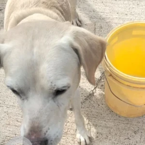 A White Labrador mix Dog Found from EON waterfront kharadi-2