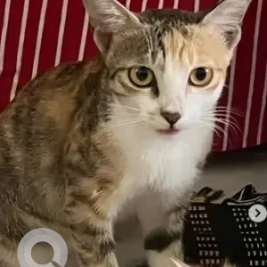 A White-Brown Mix Calico Cat Missing from Sanjayanagara, Bengaluru