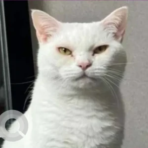A White Domestic Shorthair Cat Missing from 80 As Sufad St - Mohamed Bin Zayed City - Z34