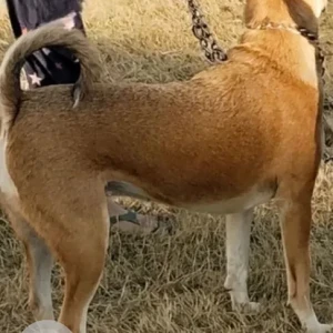 A White-Brown Mix Indie Dog Missing from Derabassi-2