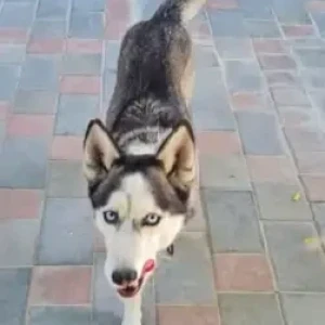 A Black and White Husky Dog Found from Hoshi-2