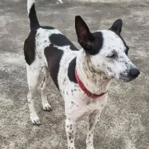 A Black and White Indie Dog Missing from Bhuvaneshwari Layout, Munnekolla-2