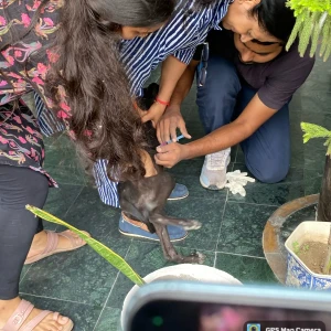 Rabies vaccination-82