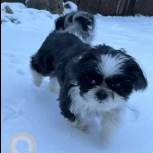 A Black and White Shih Tzu Dog Missing from Washington St and Hayes Rd