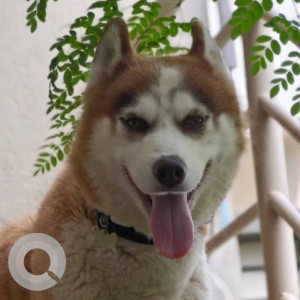 A White-Brown Mix Husky Dog Missing from Makanahalli-3