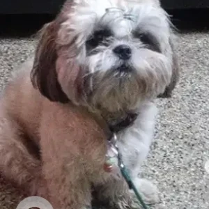 A White-Brown Mix Shih Tzu Dog Missing from Bengaluru-2