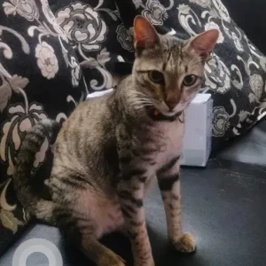 A Black and White Indie Tabby Cat Missing from J. P. Nagar, Bengaluru-3