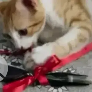 A White-Brown Mix Indie Cat Missing from 54 east parallel, Doddanekundi-3