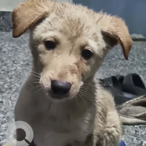 A Light Brown Golden Retriever Dog Found from Deep 16
