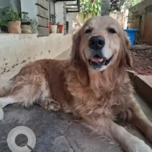 A Brown Golden Retriever Dog Found from Basavannagar