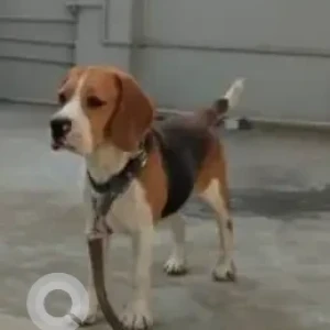A White-Brown Mix Beagle Dog Found from Jakkur lake walking lane
