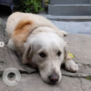 A White-Brown Mix Golden Retriever Dog Found from Azad Nagar, Bengaluru-2