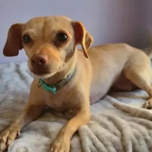 A Light Brown Chihuahua X Dog Missing from Hayward St & Main St