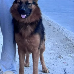 A Black and Brown German Shepherd Dog Missing from Papunallah