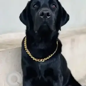 A Black Labrador Dog Missing from Yediyur lake, Jayanagar