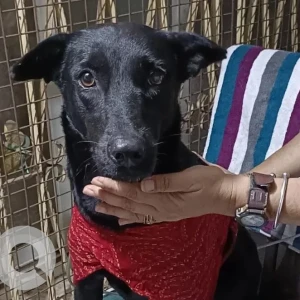 A Black Indie Dog Found from Jogupalya, Bengaluru