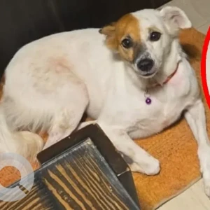 A White-Brown Mix Pomeranian Dog Missing from Malviya Nagar