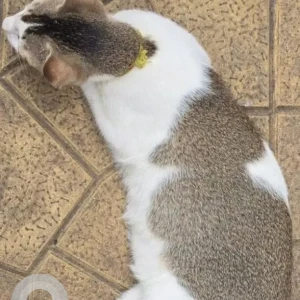 A Grey-White Mix Indie Cat Missing from Dadar-2