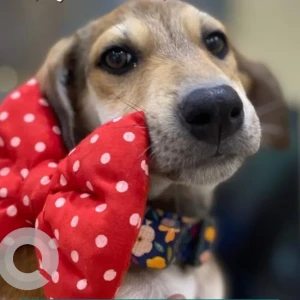 Female Indie Dog Adoption for Adoption in Wakad