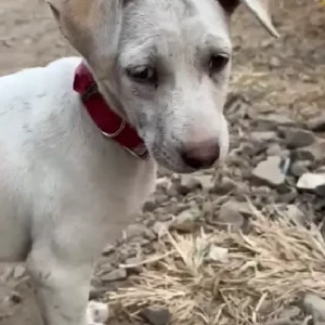 A White Indie Dog Found from Viman Nagar
