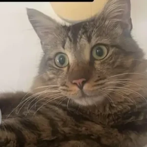 A Black and Brown Indie Cat Missing from Babusapalya-2