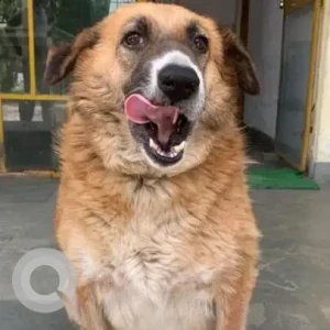 A White-Brown Mix Indie Dog Missing from Chirag nursery