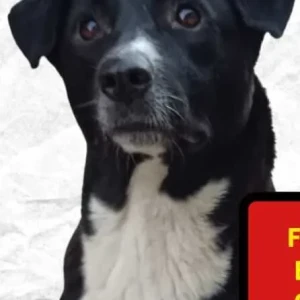 A Black and White Indie Dog Missing from Manish Mall, Sector 22, Dwarka