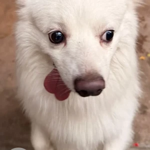 A White Pomeranian Dog Missing from Basaweshwarnagar-2