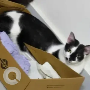 A Black and White Indie Cat Missing from Anna nagar 5th main road, Velachery-2