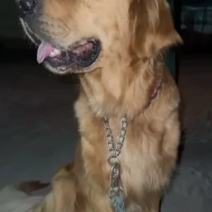 A Golden Golden Retriever Dog Found from Warsan plant nursery market-2
