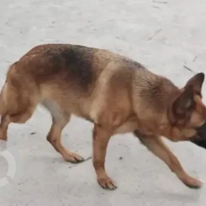 A Black and Brown Alsatian German shepherd Dog Found from Bannerghatta Apollo Hospital-3
