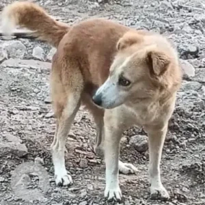 A White-Brown Mix Indie Dog Missing from Rose Parade society NIBM road