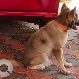 A White-Brown Mix Indie Dog Found from Gogol Housing Board, Margao-2