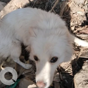 A White Japanese spitz Dog Missing from Nepal Drinking Water Institute-3