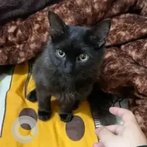 A Black Persian Cat Missing from HSR sector 1