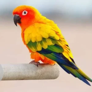 A Orange Parrot Bird Missing from Sadanandnagar area
