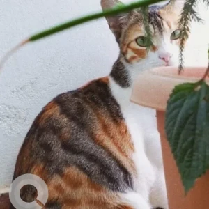 A White-Brown Mix Calico Cat Missing from Chikkatirupathi