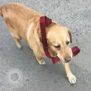 A Brown Golden Retriever Dog Missing from Ashok nagar