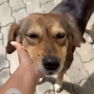 A Black and Brown Indie Dog Missing from Sahavas Society