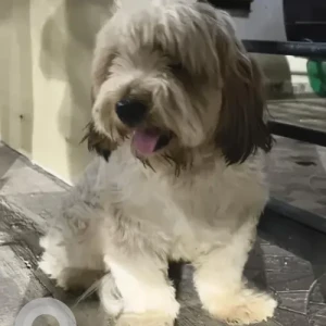 A Brown Shih Tzu Dog Found from Kothanur