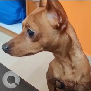 A Brown Miniature pincher Dog Missing from Gantiganahalli, Bengaluru