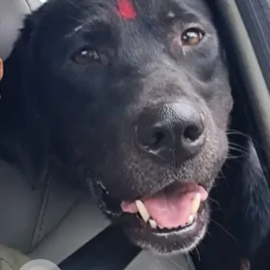 A Black Labrador Dog Missing from SFC Gym, Wakad-2