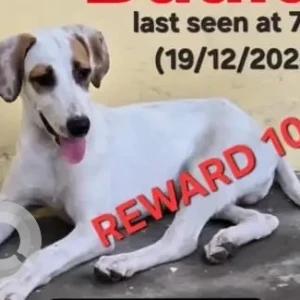 A White-Brown Mix Indie Dog Missing from Vishnu Garden
