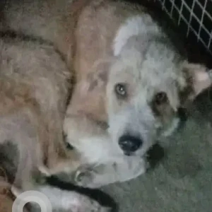 A White-Brown Mix Poodle Dog Missing from Aji Industrial Estate, Rajkot-2