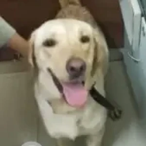 A White Labrador Dog Found from Hulimavu, Bengaluru-2